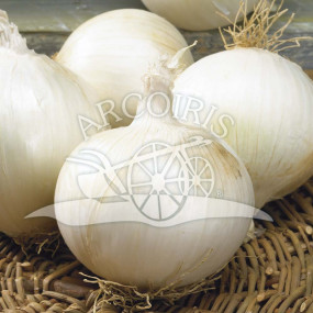 Onion white Musona - Organic Seeds
