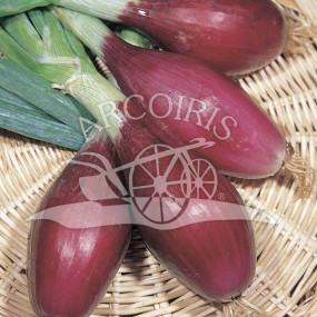 Onion  Red Lunga di Firenze 25 g - Arcoiris organic seeds