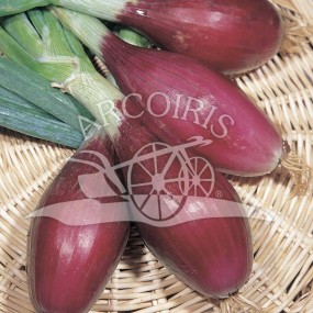 Onion red Lunga di Firenze 25 g - Arcoiris organic and biodynamic seeds