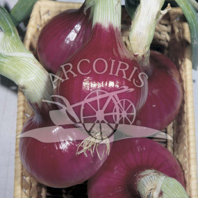 Red onion Tropea tonda 100 g - organica and biodynamic seeds