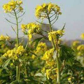 Colza Akela - Organic Seeds