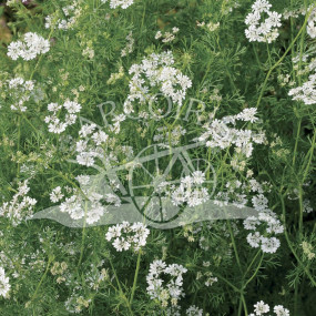 Coriander (Coriandrum sativum) - Organic Seeds