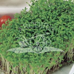 Crescione comune 50 g - Arcoiris sementi biologiche