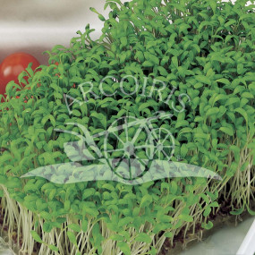 Cress - Arcoiris organic seeds