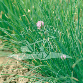 Chives (Allium schoenoprasum) var. Schmitt - Arcoiris organic seeds