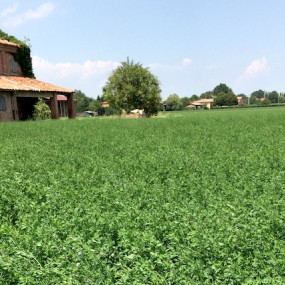 Alfalfa Scaligera - Organic Seeds