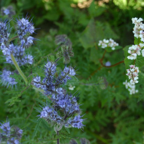 Phacelia - Organic Seeds