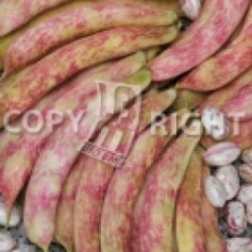 Bean Borlotto Lamon 1 kg - Arcoiris organic seeds