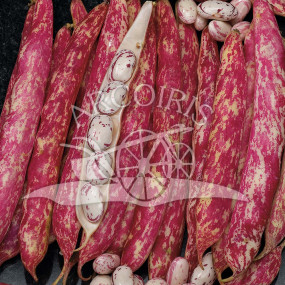 Fagiolo Borlotto Nano Lingua di Fuoco 1 kg - Arcoiris sementi biologiche