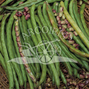 French Bush Bean dolico dell'occhio - Arcoiris organic seeds
