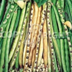 Fagiolo mangiatutto nano dolico dell'occhio 25 kg - Arcoiris sementi biologiche