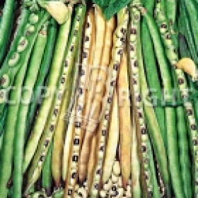 Fagiolo mangiatutto nano dolico dell'occhio 5 kg - Arcoiris sementi biologiche