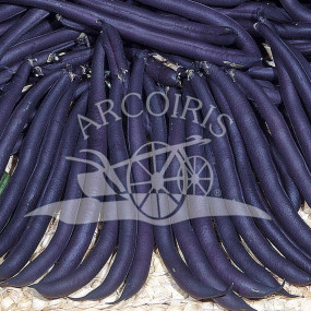 French Bush Bean Purple Queen - Organic Seeds
