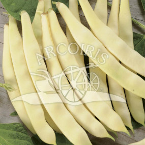 French Climbing Bean Maravilla de Venecia a Grano Bianco - Arcoiris organic seeds