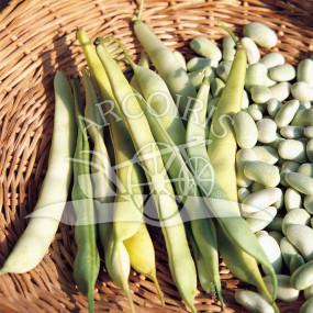 Fagiolo Nano Cannellino 5 kg - Arcoiris sementi biologiche