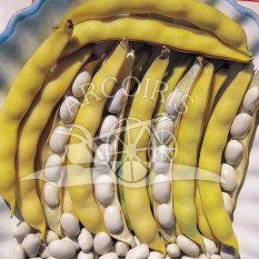 Bush Bean Nano Coco Blanche Precoce (Coco Bianco) - Arcoiris organic seeds