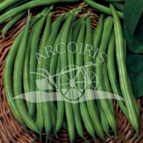 Fagiolo nano mangiatutto Slenderette 25 kg - Arcoiris sementi biologiche