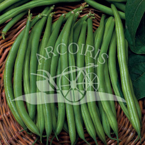 Fagiolo nano mangiatutto Slenderette 5 kg - Arcoiris sementi biologiche