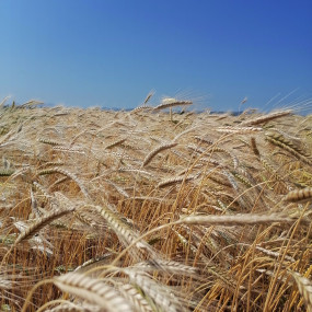 Farro Dicocco Karol 300Kg - Arcoiris sementi biologiche
