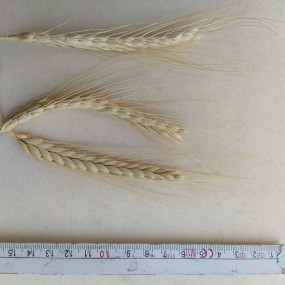 Farro Dicocco Karol 600 Kg - Arcoiris sementi biologiche