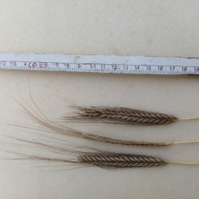 Farro monococco Elena 20 kg - Arcoiris sementi biologiche