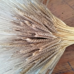 Farro Monococco Elena 300kg - Arcoiris sementi biologiche