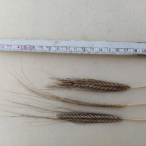 Farro Monococco Elena 40 kg - Arcoiris sementi biologiche