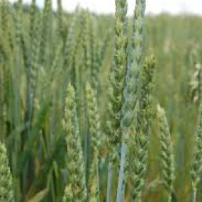 Farro Spelta Rubiota 500 Kg - Arcoiris sementi biologiche
