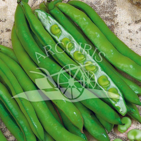 Broad Bean Aguadulce Supersimonia - Arcoiris organic seeds