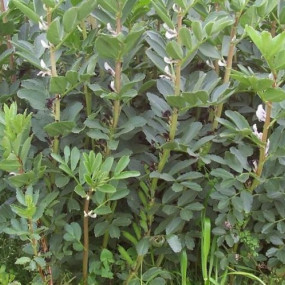 Favino 600  KG - Arcoiris sementi biologiche