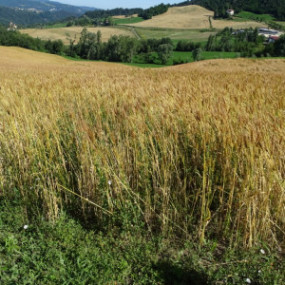 Frumento Ardito  tenero - 100 Kg - Arcoiris sementi biologiche