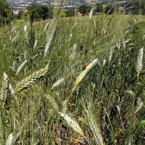 Frumento duro Evoldur popolazione - Kg 50 - Arcoiris sementi biologiche  Biodiversità