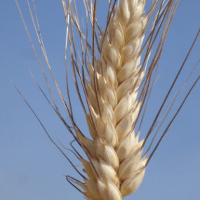 Frumento duro Nazareno 500 kg - Arcoiris sementi biologiche - cereali biologici