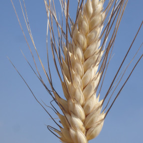 Durum Wheat Evolutionary Population Evoldur - Organic Seeds(2)