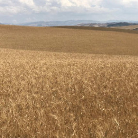 Frumento Khorasan 200 Kg - Arcoiris sementi biologiche