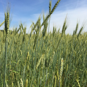 Bread wheat evolutionary population Toscana 1 50 kg - Arcoiris organic seeds