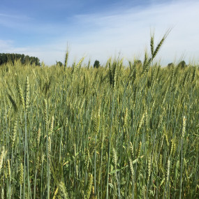 Bread wheat evolutionary population Toscana PA1 - Arcoiris organic seeds