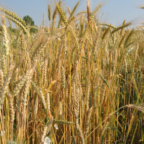 Wheat  evoulutionary population Oroset - organic seeds
