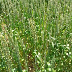 Frumento tenero Abbondanza  300 Kg - Arcoiris sementi biologiche