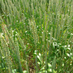 Bread Wheat Abbondanza - Organic Seeds