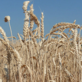 Frumento tenero Autonomia B 100 Kg - Arcoiris sementi biologiche