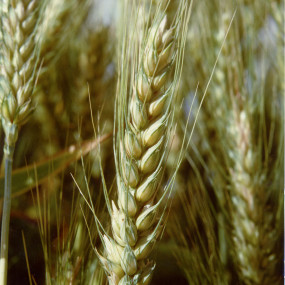 Bread Wheat Bolero - Organic Seeds