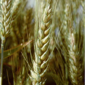 Bread Wheat Bolero - Organic Seeds(2)