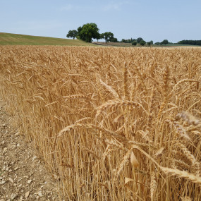 Frumento tenero Gentilrosso 100 kg - Arcoiris sementi biologiche
