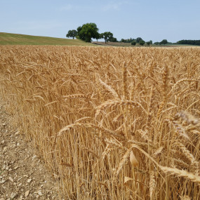 Bread Wheat Gentilrosso - Organic Seeds