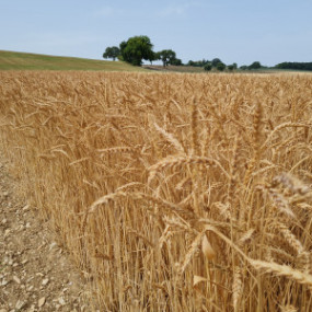 Bread Wheat Gentilrosso - Organic Seeds