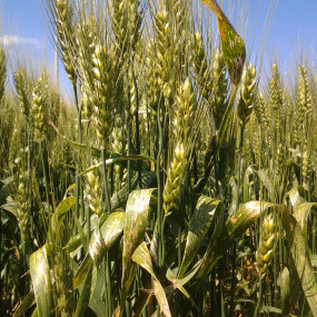 Bread Wheat Gioconda - Organic Seeds