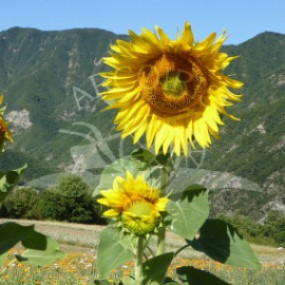 Sunflower Pederovick - Arcoiris organic seeds