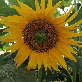 Girasole Ribeyrolles  1 KG Arcoiris sementi biologiche(1)