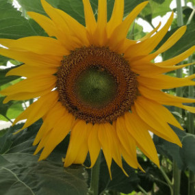 Girasole Ribeyrolles  10 KG Arcoiris sementi biologiche